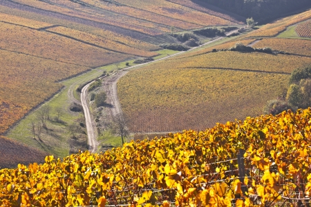 Autumn colours in vineyards near to Chablis の写真素材