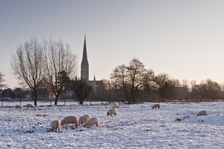 Salisbury cathedral in the snow.の写真素材