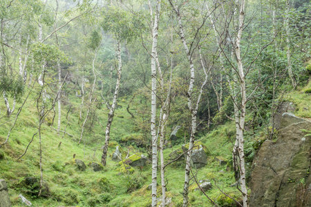 Bolehill Quarry in the Peak District. An upland area in the North West of England, the Peak District...