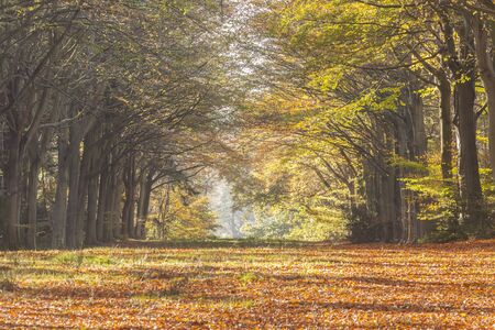 Felbrigg woods in Norfolk. The beech trees here form part of a huge V that were were planted in 1946, in memory of Richard Windham.の写真素材