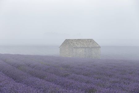 Lavender fields on the Plateau de Valensole, Provence, France.の写真素材