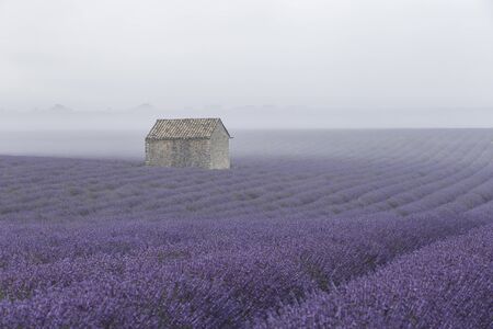 Lavender fields on the Plateau de Valensole, Provence, France.の写真素材