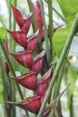 Heliconia rostrata also known as the hanging lobster claw or false bird of paradise.の写真素材
