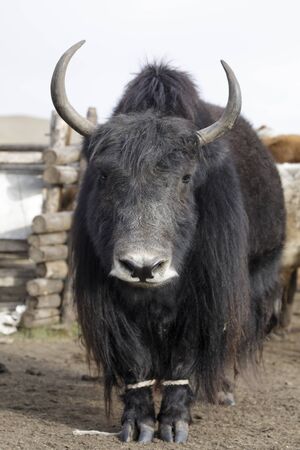 Close up of a Yak in Mongolia.の写真素材