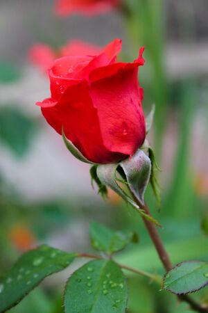 Red rose blossoming in the garden. Blooming flower with raindrops on petals and leaves. Rose close up background or wallpaperの写真素材