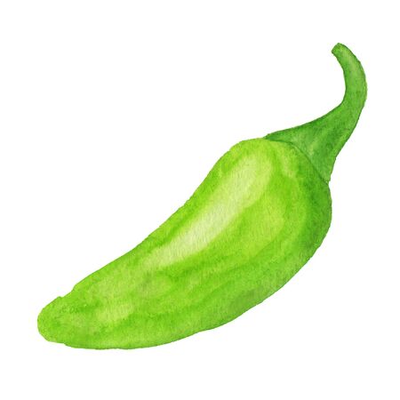 Green jalapeno pepper watercolor illustration. Hand drawn pepper isolated on white backgroundの写真素材