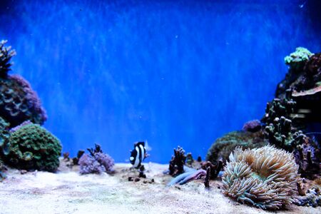 Marine background with reefs and living corals with copy space for text. Sea and ocean life backdrop with blue water. Underwater inhabitants and living corals. Diving or oceanarium or aquarium pictureの写真素材