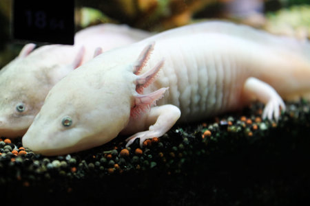 Marine background of axolotl lying on the small rocks. Sea and ocean life backdrop with algae. Underwater amphibian inhabitant. Diving or oceanarium or aquarium pictureの写真素材