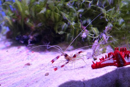Banded coral or cleaner shrimp on the sea bottom. Side view. Red and white striped underwater inhabitant. Sea and ocean life. Diving, oceanarium or aquarium picture. Red starfish resting nearbyの写真素材