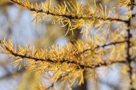 Larch branch with yellow and orange needles closeup macro photography. Autumn conifer in the forest or parkの写真素材