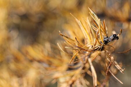 Larch branch with yellow and orange needles closeup macro photography. Autumn conifer in the forest or park. Copy space for textの写真素材