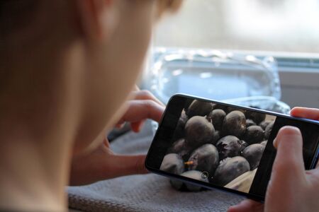 Young teenage girl taking photo of blueberries with her smartphone. Mobile photography concept. Female person holding mobile phone and using camera or photo editorの写真素材