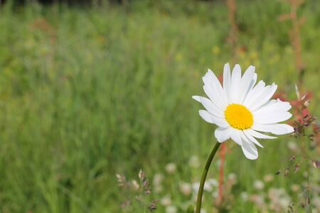 Picture of oxeye daisy herb. Herbal medicine, tea and infusion, natural cosmetics ingredient. Nature spring background with copy spaceの写真素材