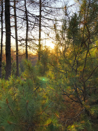 Autumn forest at sunset. Brightly lit wood. Fall season. Conifer branches with green and yellow...
