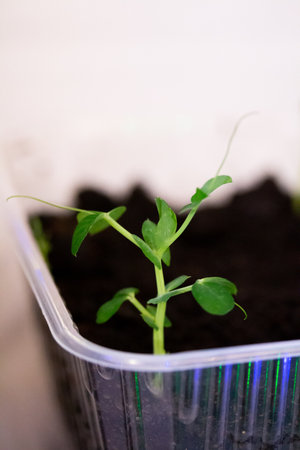 Seedlings of green peas plant growing at home in plastic container on the windowsillの写真素材