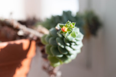 Picture of echeveria with long stemの写真素材