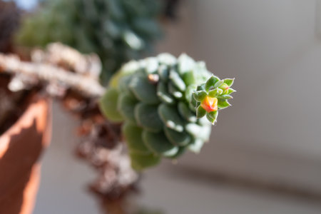 Picture of echeveria with long stemの写真素材