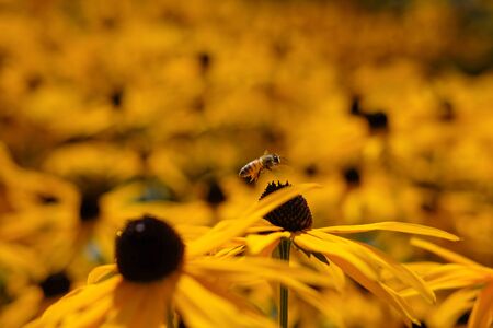 Yellow rudbeckia fulgida goldsturm flowers with a honeybee hovering above itの写真素材