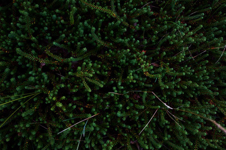 Purple heather not yet flowering texture from above