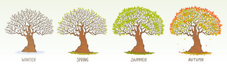 Beautiful big tree in different seasons. Vector illustrationのイラスト素材