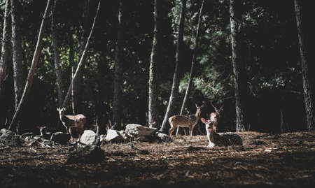 A herd of deer, watching and looking towards the camera, in a pine forest with leaves on the ground, next to some rocks. Wild life, animalsの写真素材