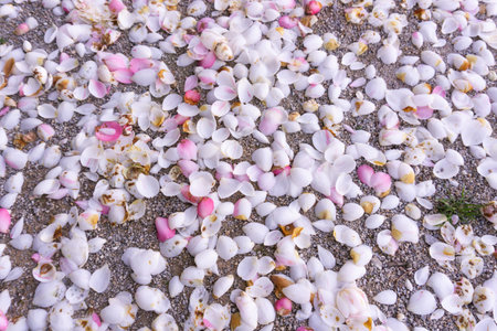 White and pink petals on the ground, spring background