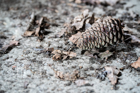 A pineapple and dry leaves, on a stone. Nature background