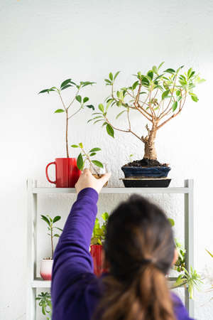 Woman taking care of his urban garden, holding a plantの写真素材
