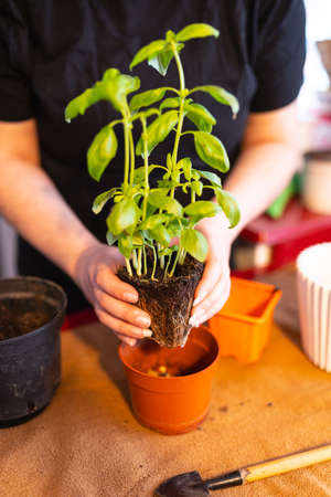 Woman transplanting a plantの写真素材