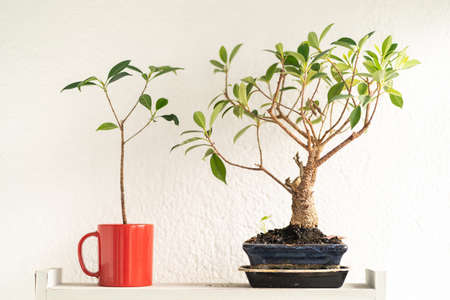 Plant in a cup and a bonsaiの写真素材