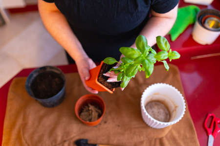 Woman transplanting a plantの写真素材