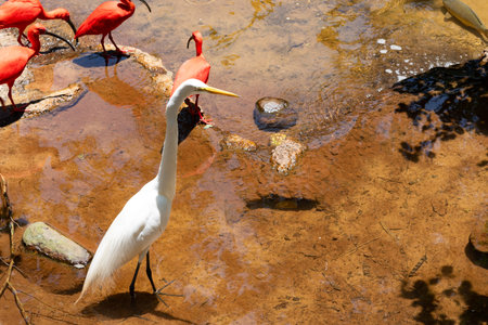 Red ibis in a pond with a fish in its beak
