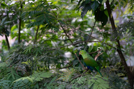 Green parrot sitting on a branch in the rainforest