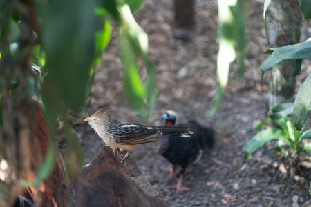 Birds in the garden, birds in the garden, birds in the garden