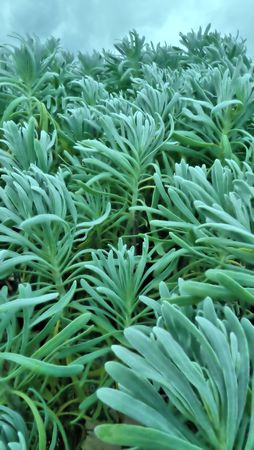 tropical plantの写真素材