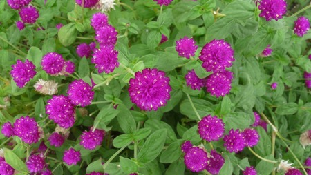 flowerの写真素材