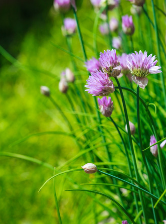 Close-up of Purple Chives blooming in the garden.の写真素材