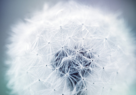 close up of Dandelion seeds with subtle creative coloring and shallow focusの写真素材