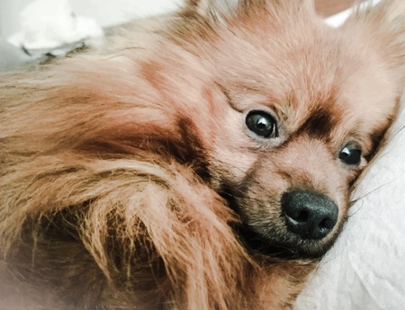 Illustration of a dog. Spitz.のイラスト素材