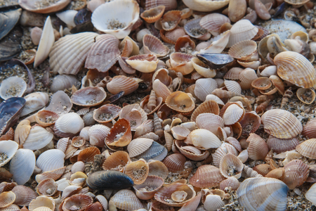 Sea shells. Coast. Beachの写真素材