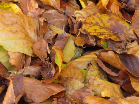 Background autumn leavesの写真素材