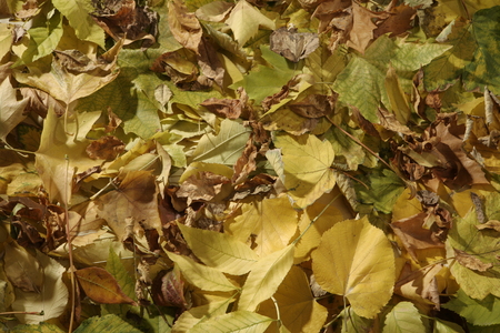 Background autumn leavesの写真素材