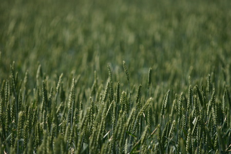 Field of wheat close up backgroundの写真素材