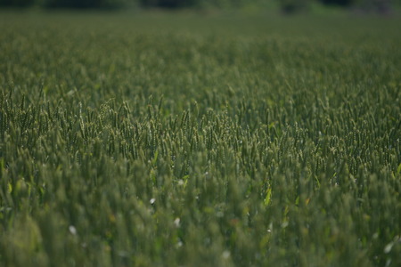 Field of wheat close up backgroundの写真素材