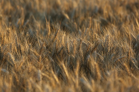 Field yellow brown wheat grass abstract backgroundの写真素材