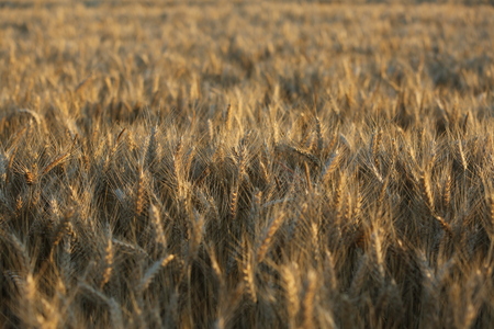 Field yellow brown wheat grass abstract backgroundの写真素材
