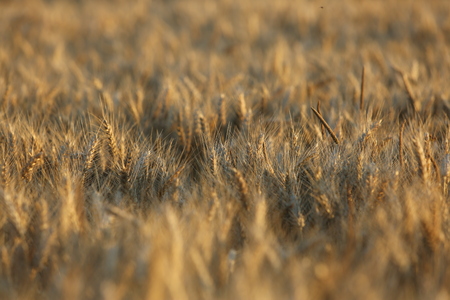 Field yellow brown wheat grass abstract backgroundの写真素材