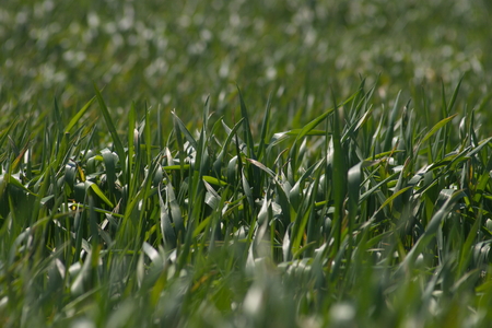 Field of wheat close up backgroundの写真素材