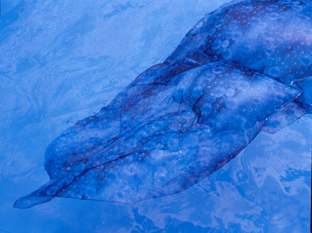 Blue fabric floating in poolの写真素材