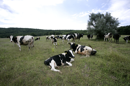 Cows grazing on a farmlandの写真素材